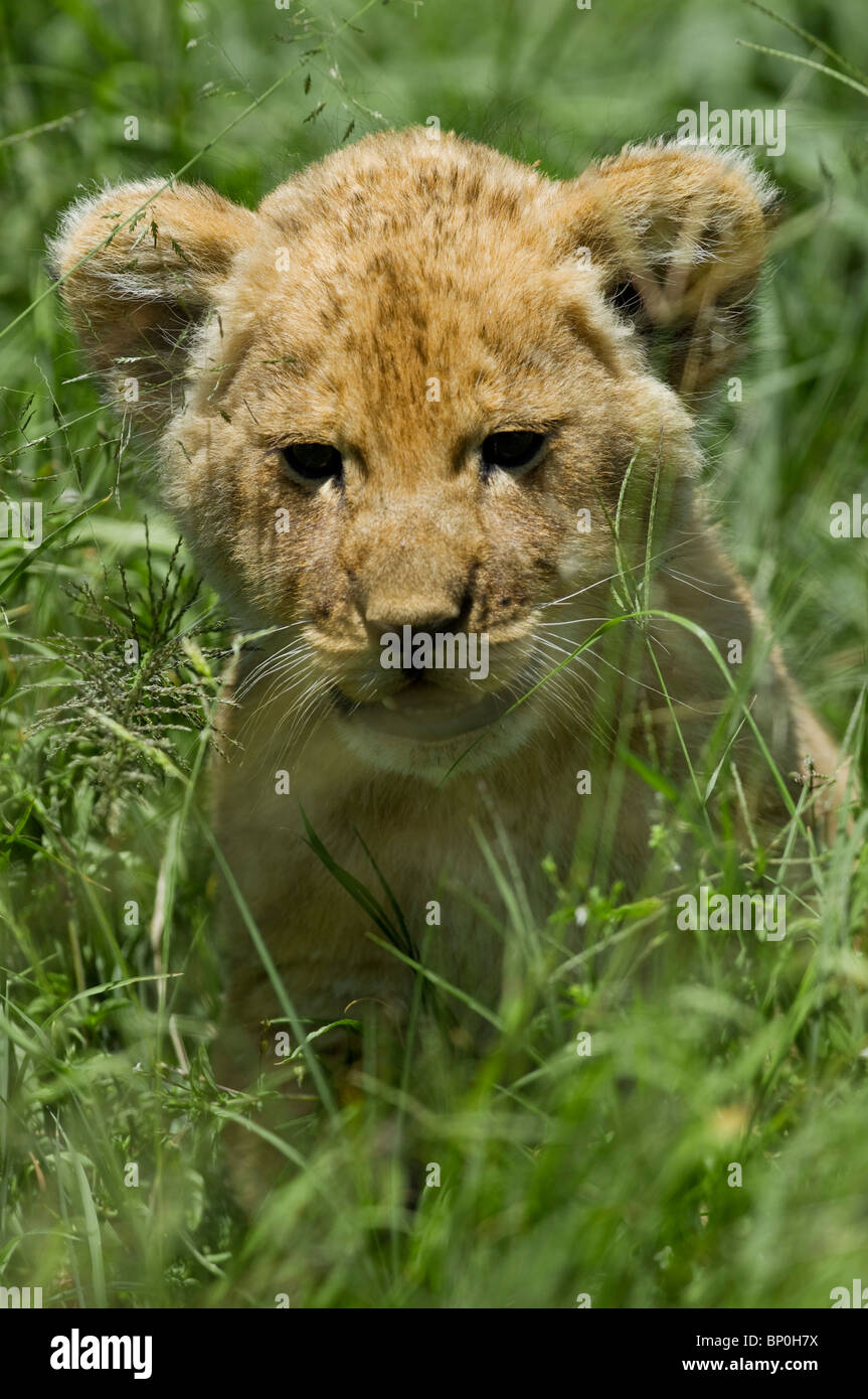 Kenia Masai Mara. Un LION CUB in erba della savana. Foto Stock