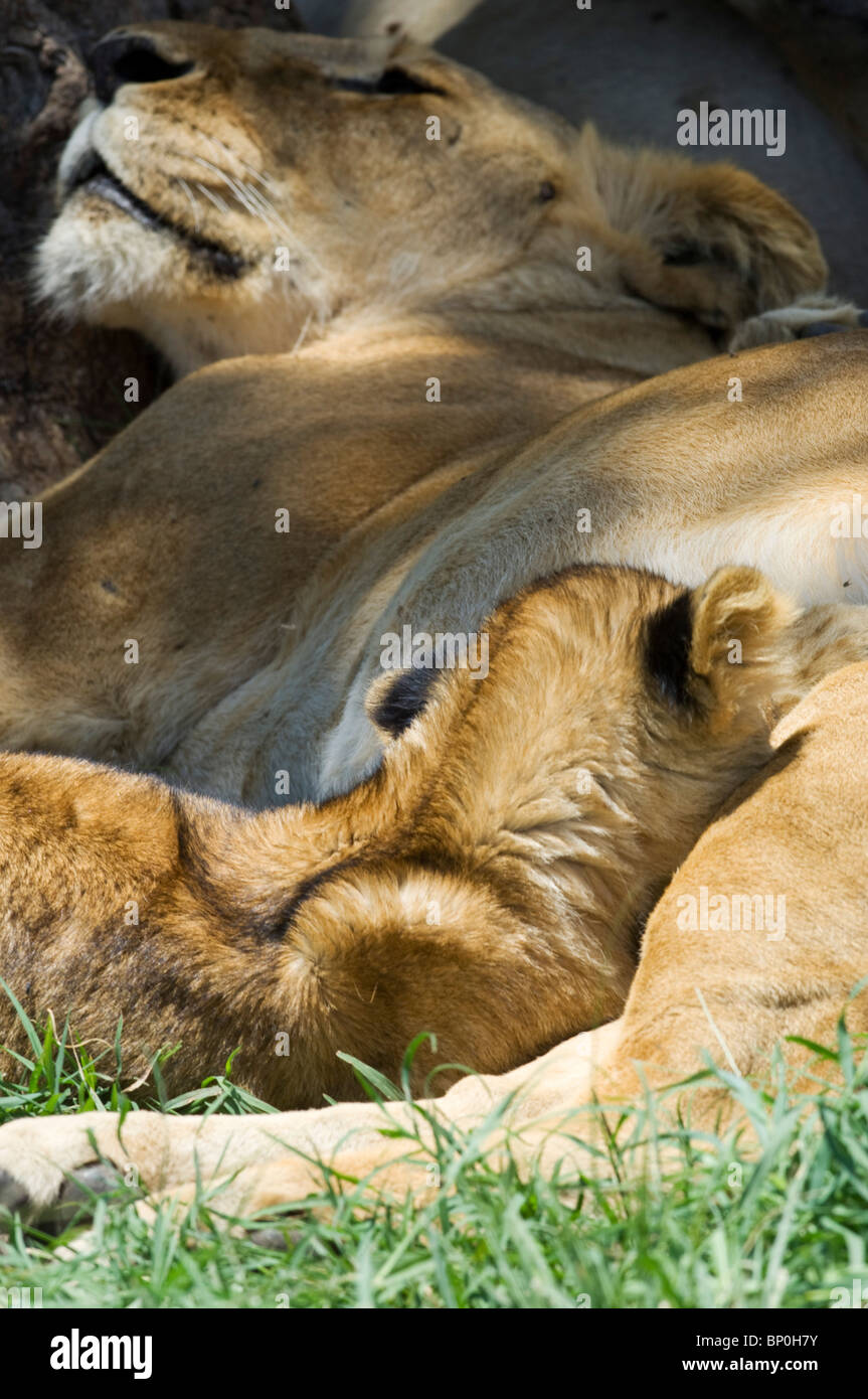 Kenia Masai Mara. Leonessa e il suo cucciolo rilassarsi all'ombra a mezzogiorno. Foto Stock
