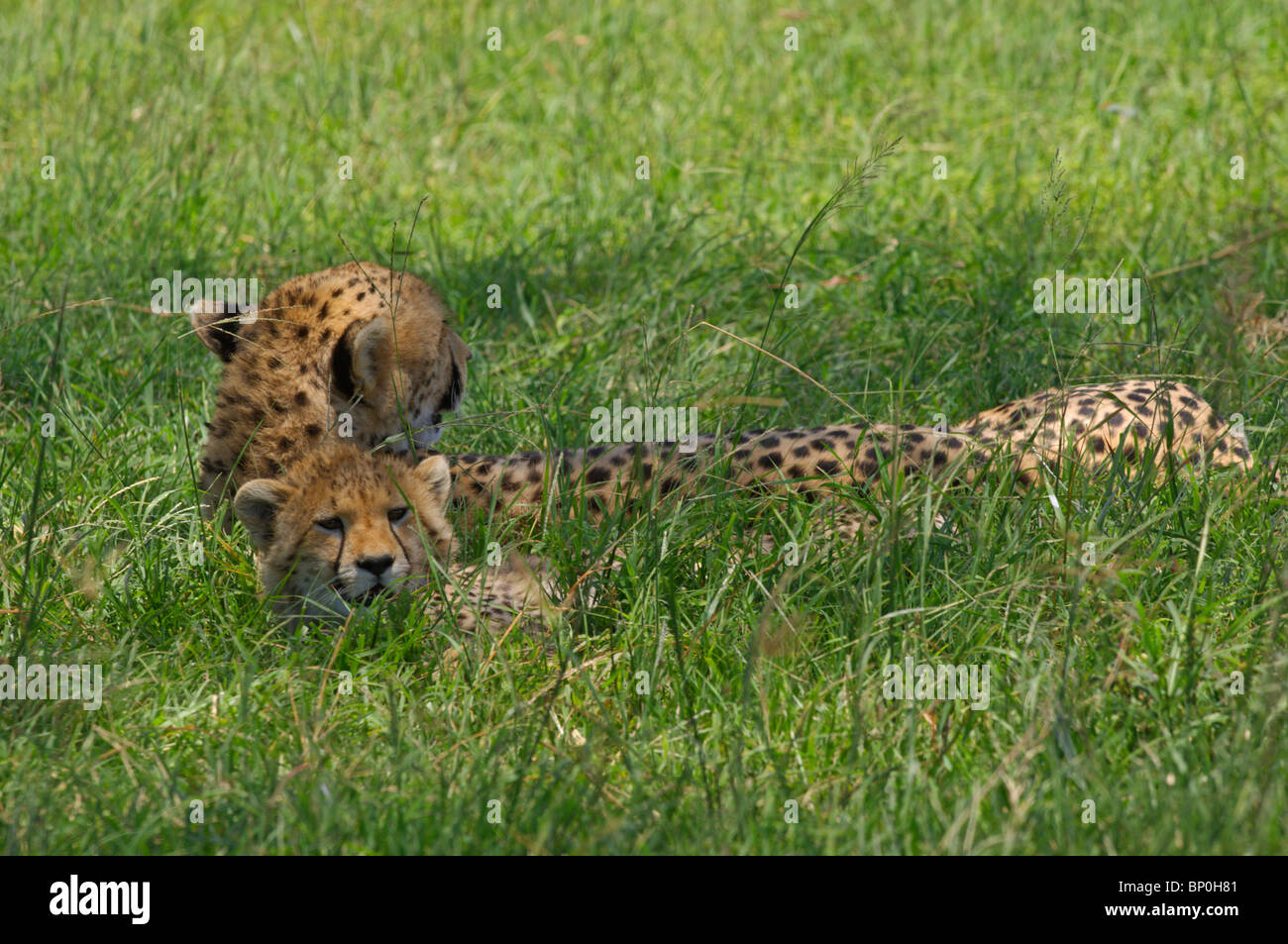 Kenia Masai Mara. Un ghepardo femmina e il suo cucciolo rilassarsi all'ombra a mezzogiorno. Foto Stock