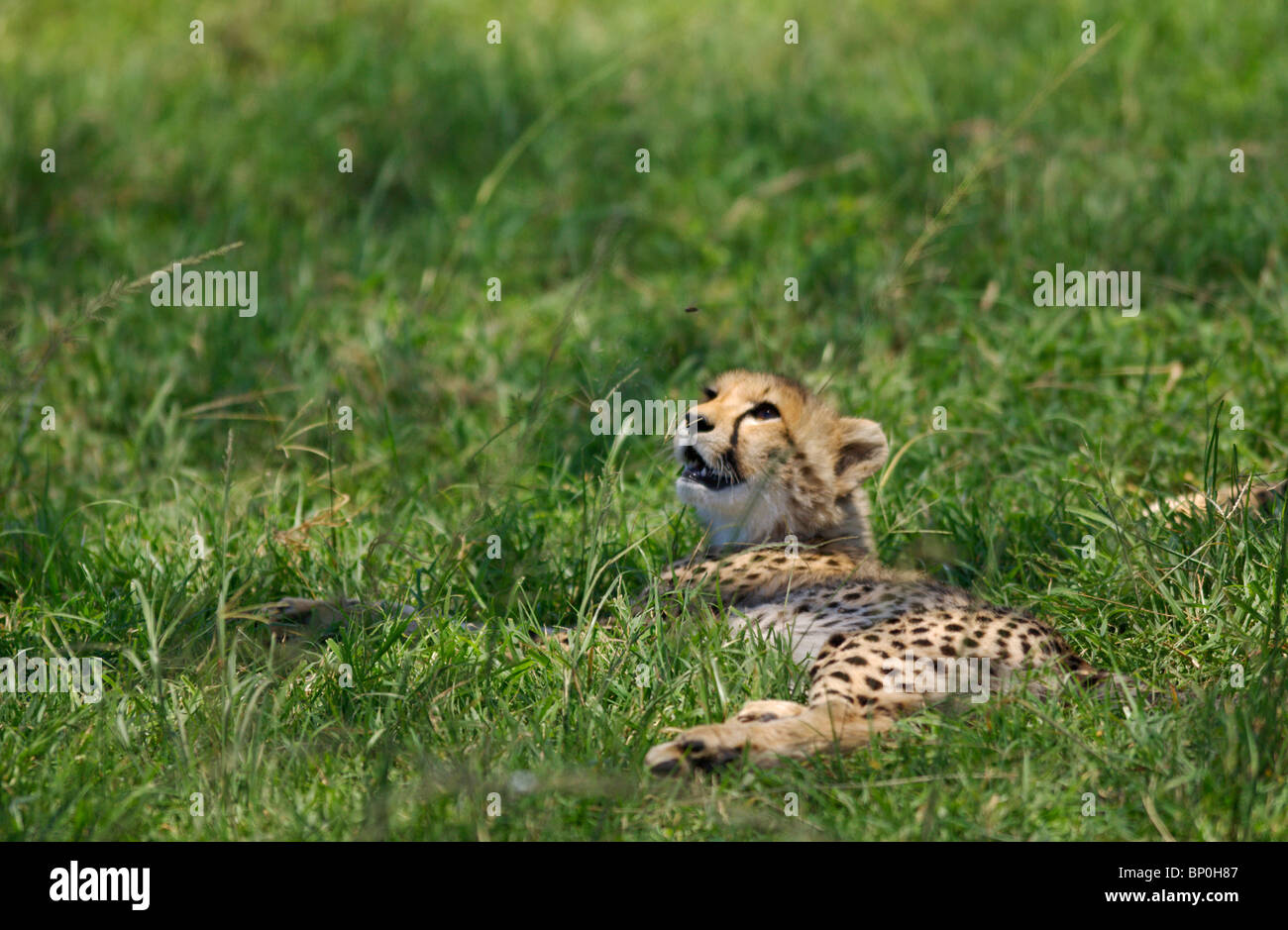 Kenia Masai Mara. Un ghepardo cub resta vigile anche quando si trova in ombra. Foto Stock