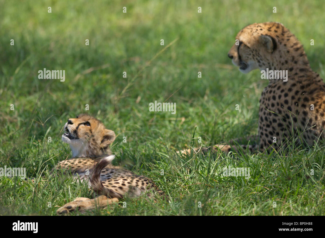 Kenia Masai Mara. Un ghepardo cub resta vigile anche quando si trova in ombra. Foto Stock