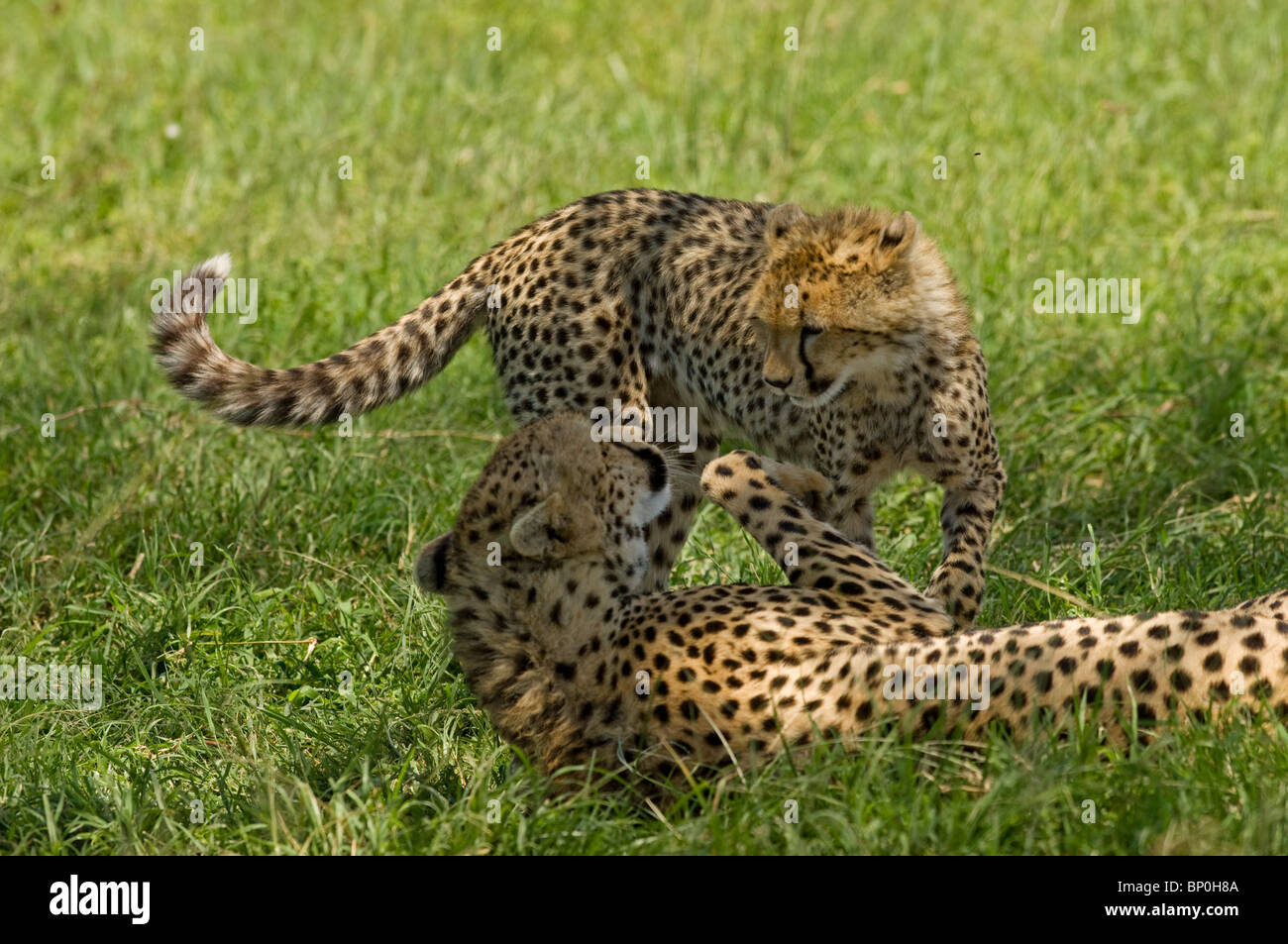 Kenia Masai Mara. Una femmina di ghepardo gioca con il suo cucciolo. Foto Stock