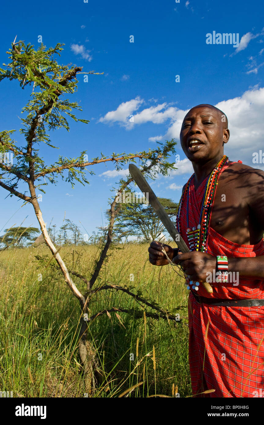 Kenia Masai Mara. Guida Safari, Salaash Morompi Ole, dimostra di far entrare umidità dalla corteccia fuori da un sibilo acacia (MR) Foto Stock