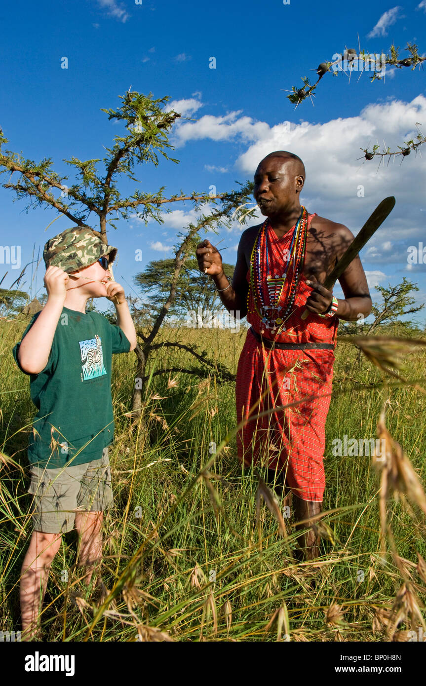Kenia Masai Mara. Guida Safari, Salaash Morompi Ole, dimostra di far entrare umidità dalla corteccia fuori da un sibilo acacia (MR) Foto Stock