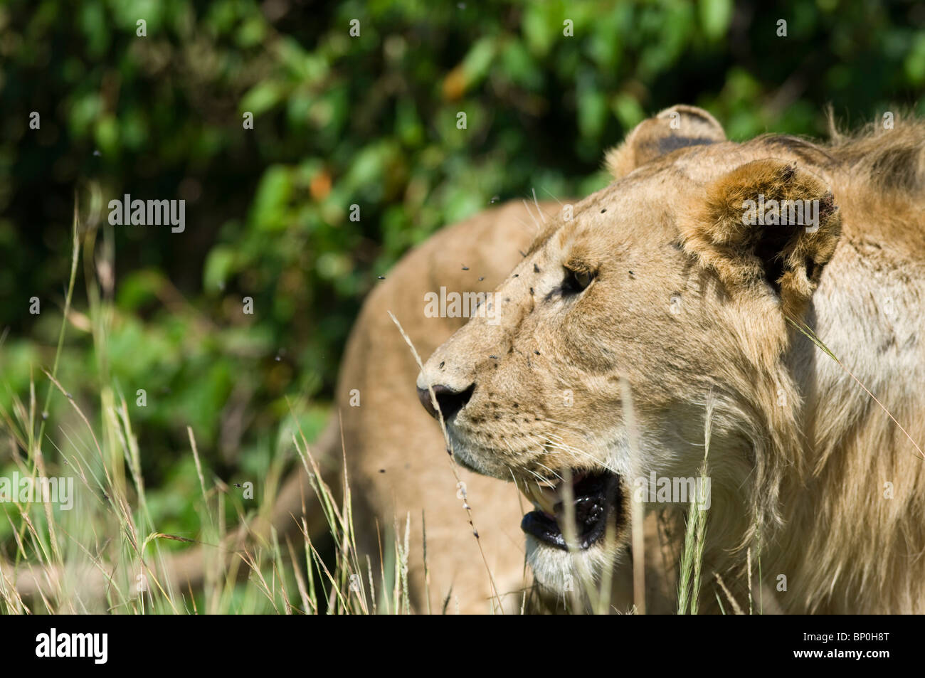 Kenia Masai Mara. Vola buzz intorno al volto di un maschio di leone che sta osservando attraverso l'erba della savana. Foto Stock