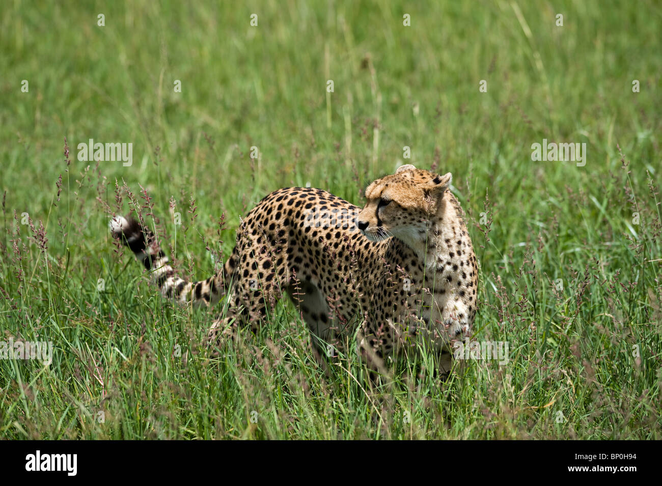 Kenia Masai Mara. Un ghepardo si affaccia sulla pianura. Foto Stock