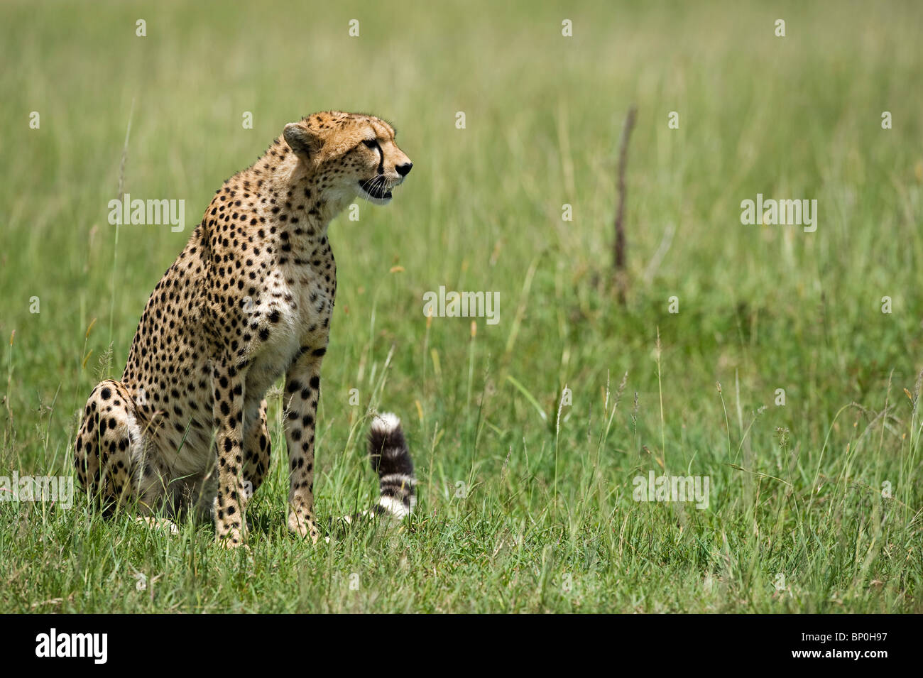 Kenia Masai Mara. Un ghepardo si affaccia sulla pianura. Foto Stock