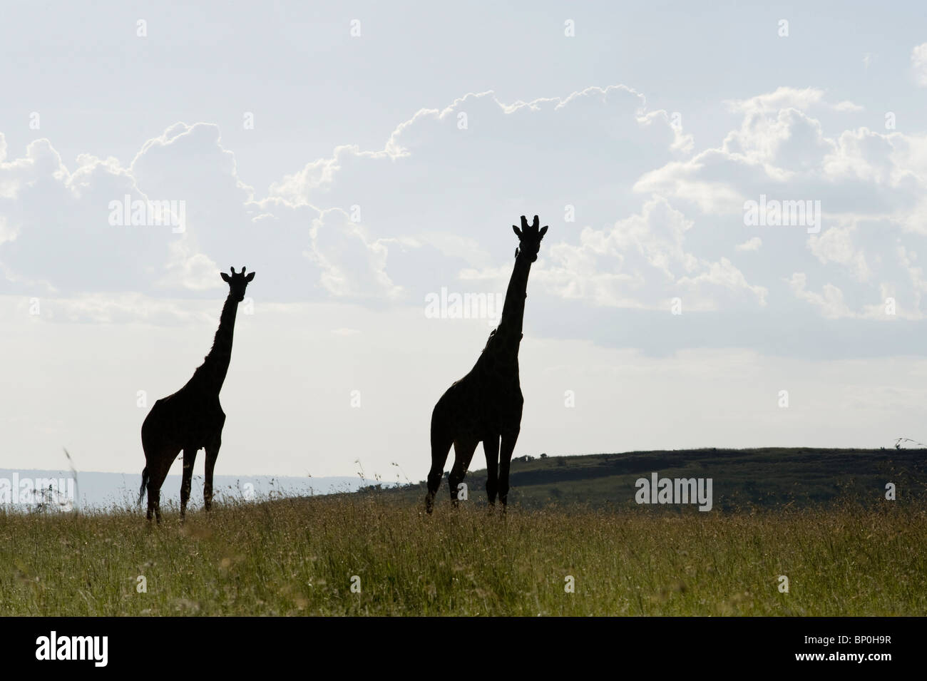 Kenia Masai Mara. Masai giraffe fuori sulle pianure. Foto Stock