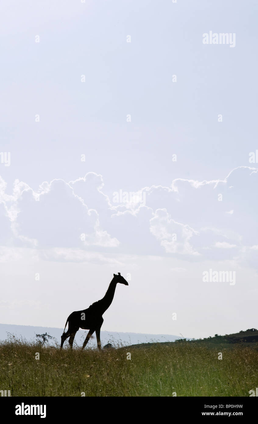 Kenia Masai Mara. Masai giraffe fuori sulle pianure. Foto Stock