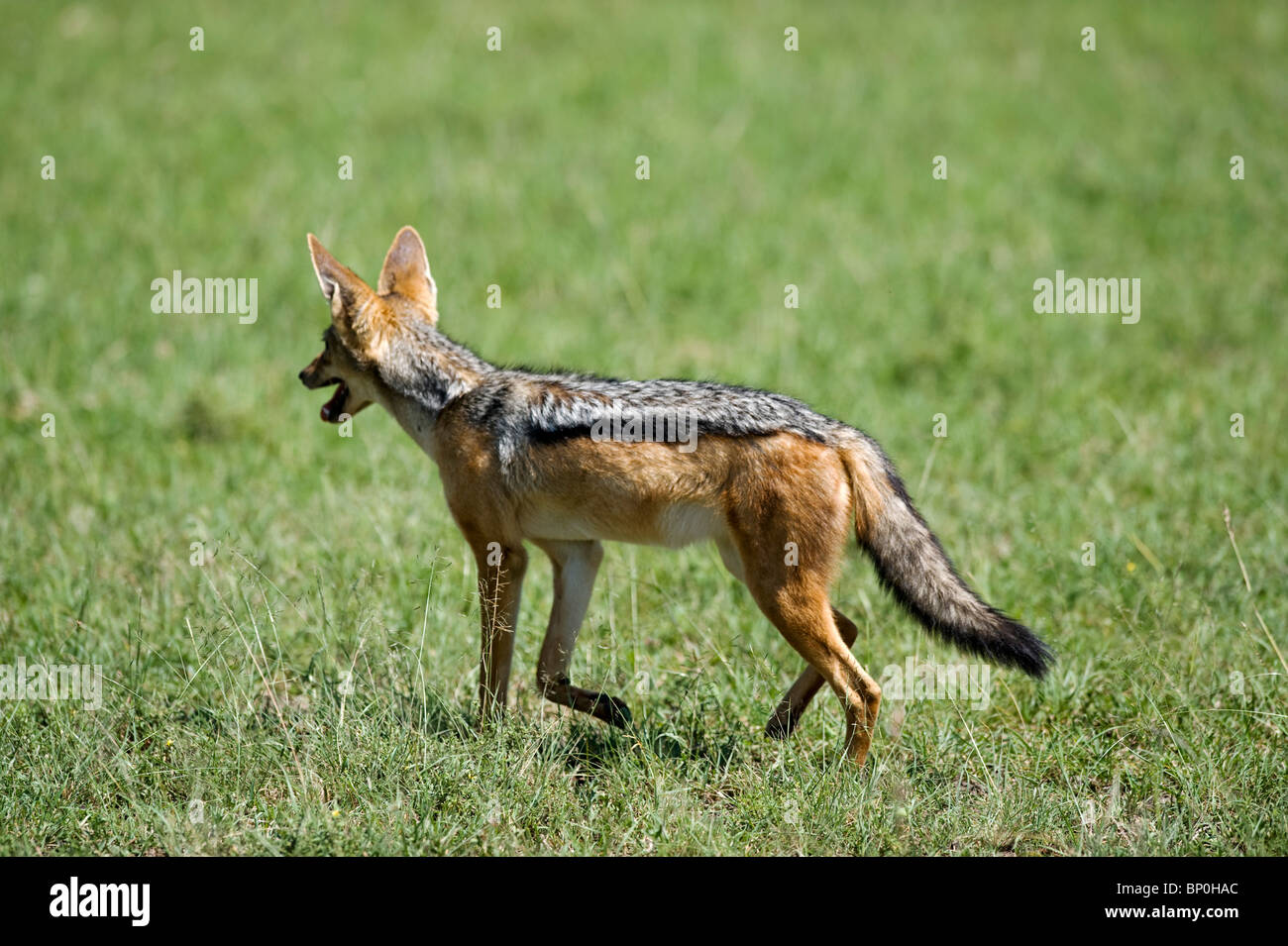 Kenia Masai Mara. Un black-backed jackal lopes sulle pianure. Foto Stock