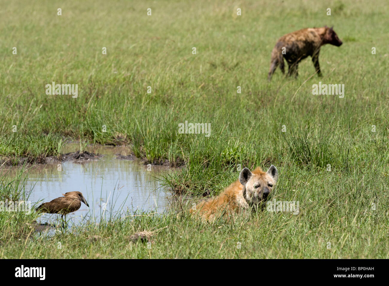 Kenia Masai Mara. Un spotted hyaena non si raffredda in un pool fangoso guardato da un hammerkop, Foto Stock