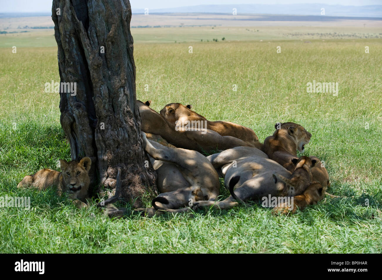 Kenia Masai Mara. Un orgoglio dei leoni si raggruppano sotto la misera ombra di un albero di balanites a mezzogiorno. Foto Stock