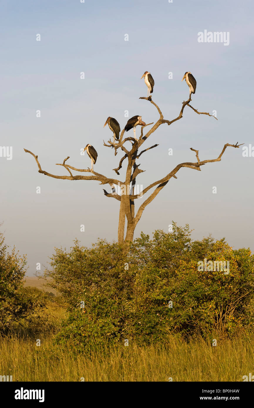 Kenia Masai Mara. Un gregge di marabou cicogne che si affacciano sulla pianura da un albero morto. Foto Stock
