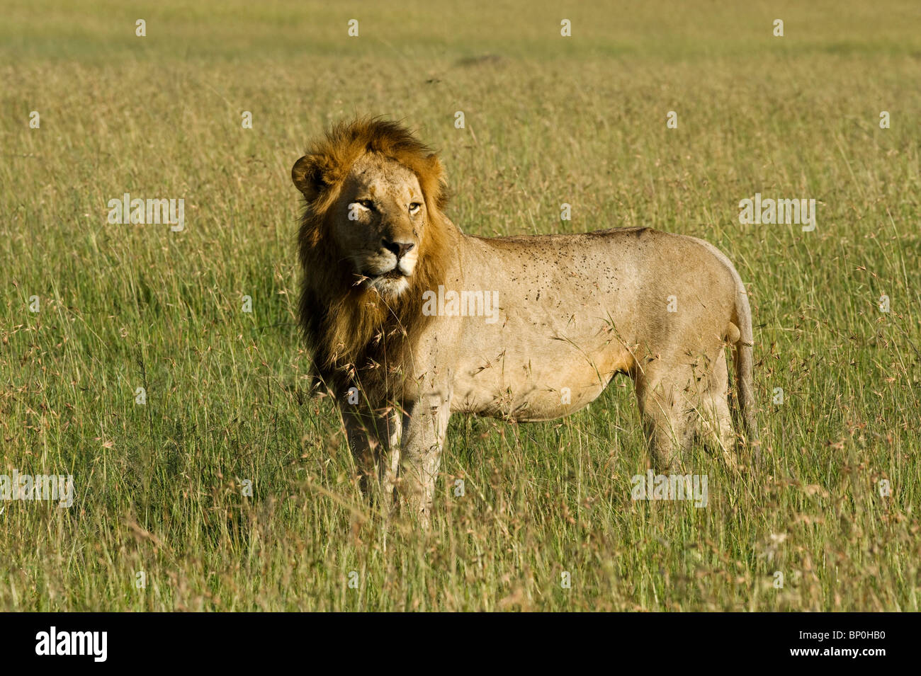 Kenia Masai Mara. Un maschio maned Lion si affaccia sulle pianure. Foto Stock