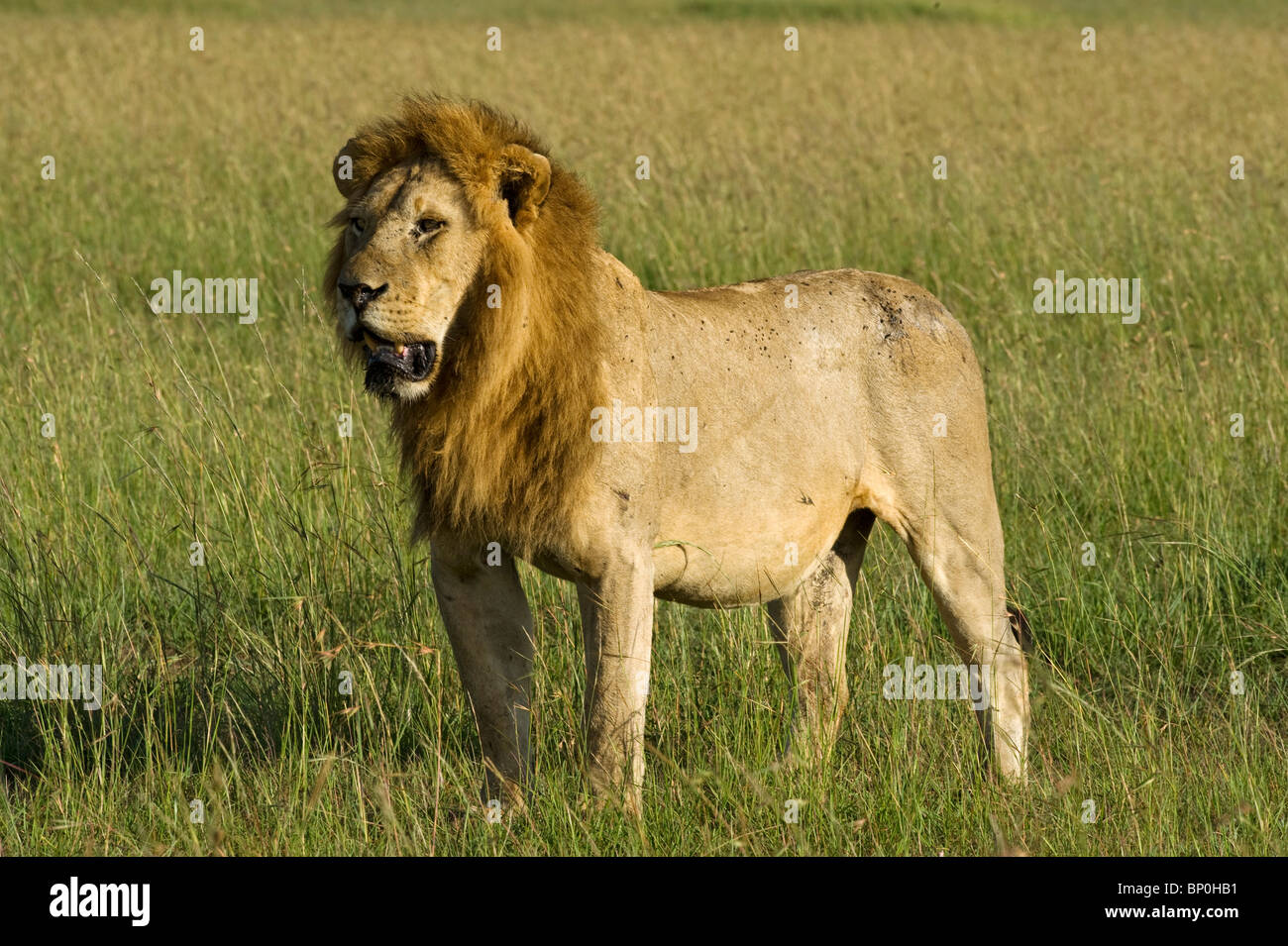 Kenia Masai Mara. Un maschio maned Lion si affaccia sulle pianure. Foto Stock