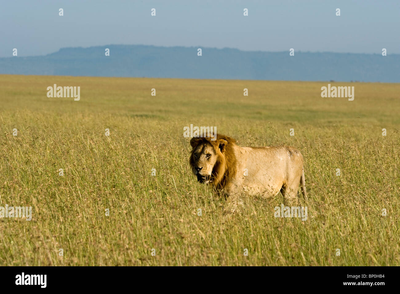 Kenia Masai Mara. Un maschio di leone stocchi attraverso l'erba sulla pianura. Foto Stock
