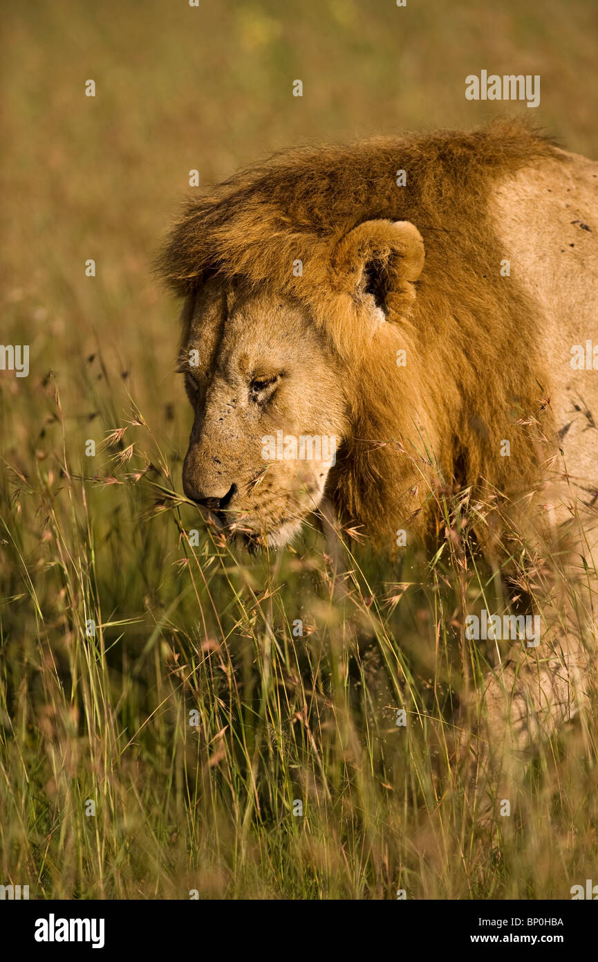 Kenia Masai Mara. Un maschio di leone stocchi attraverso l'erba sulla pianura. Foto Stock