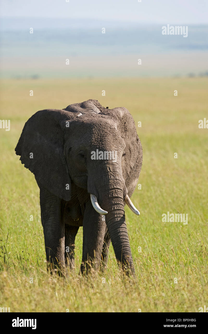 Kenia Masai Mara. Elefante fuori sulle pianure. Foto Stock