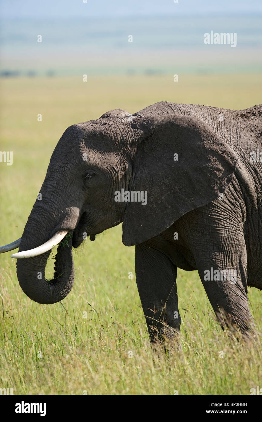 Kenia Masai Mara. Elefante fuori sulle pianure. Foto Stock