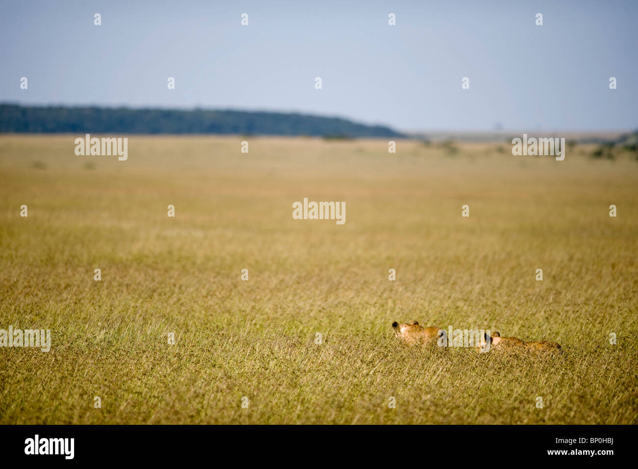 Kenia Masai Mara. Due leonesse levetta attraverso l'erba lunga sulla pianura. Foto Stock