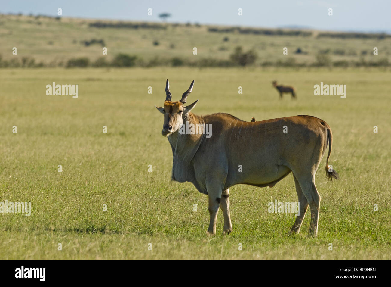 Kenia Masai Mara. Un maschio eland, in Africa la più grande antilope, sulla pianura. Foto Stock