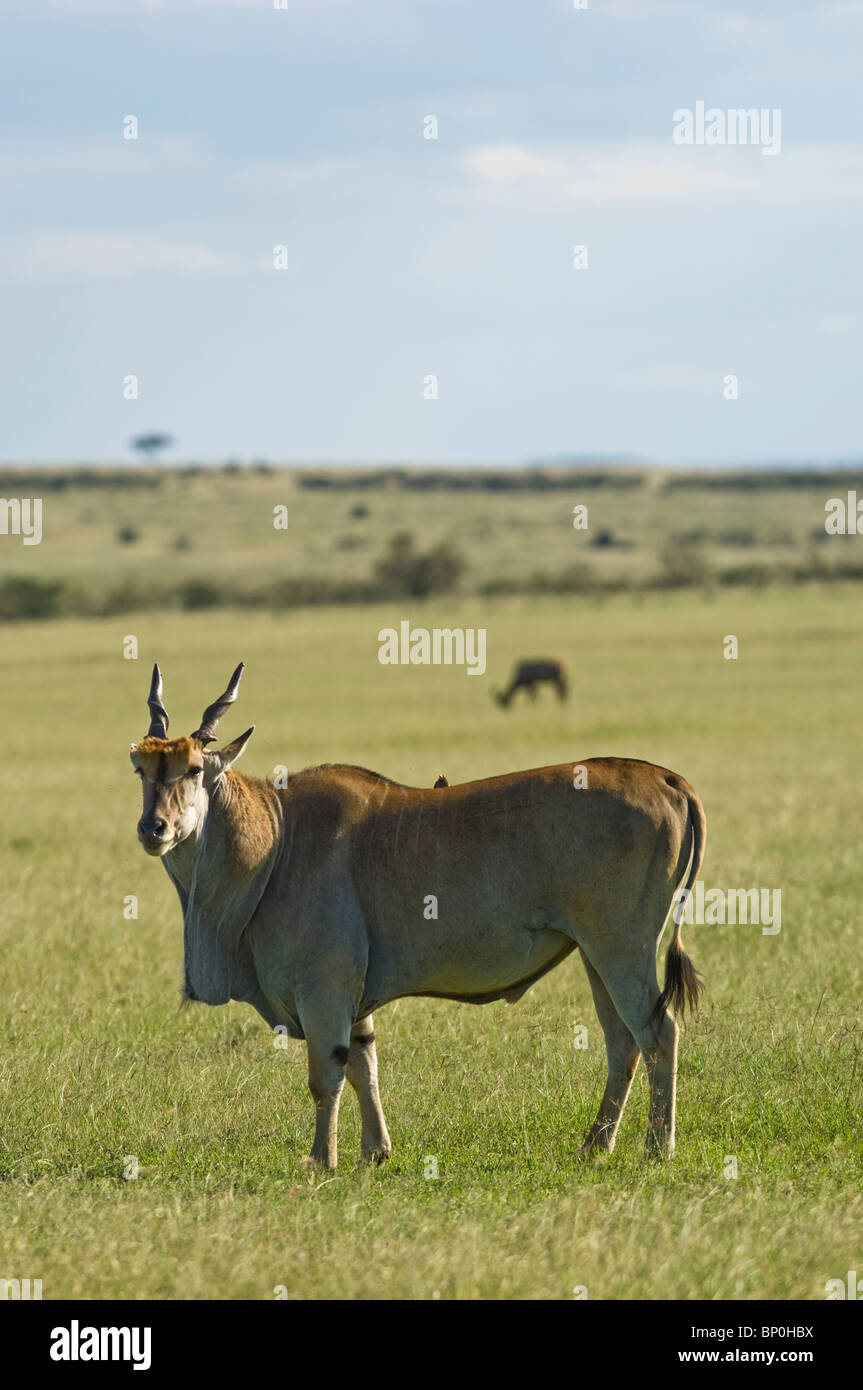 Kenia Masai Mara. Un maschio eland, in Africa la più grande antilope, sulla pianura. Foto Stock