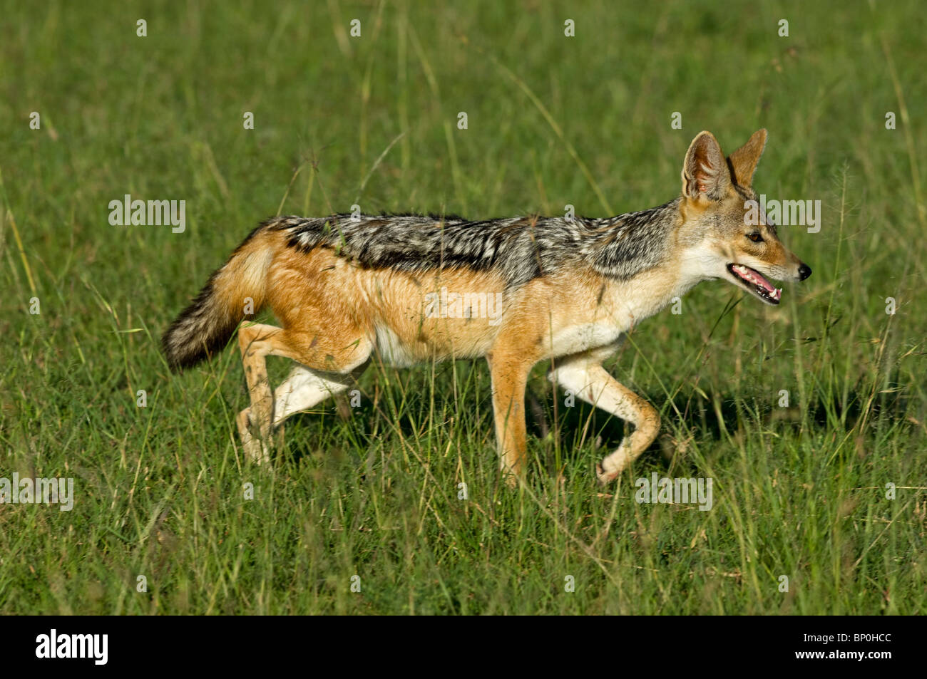 Kenia Masai Mara. Un black-backed jackal fa il suo modo attraverso le pianure. Foto Stock