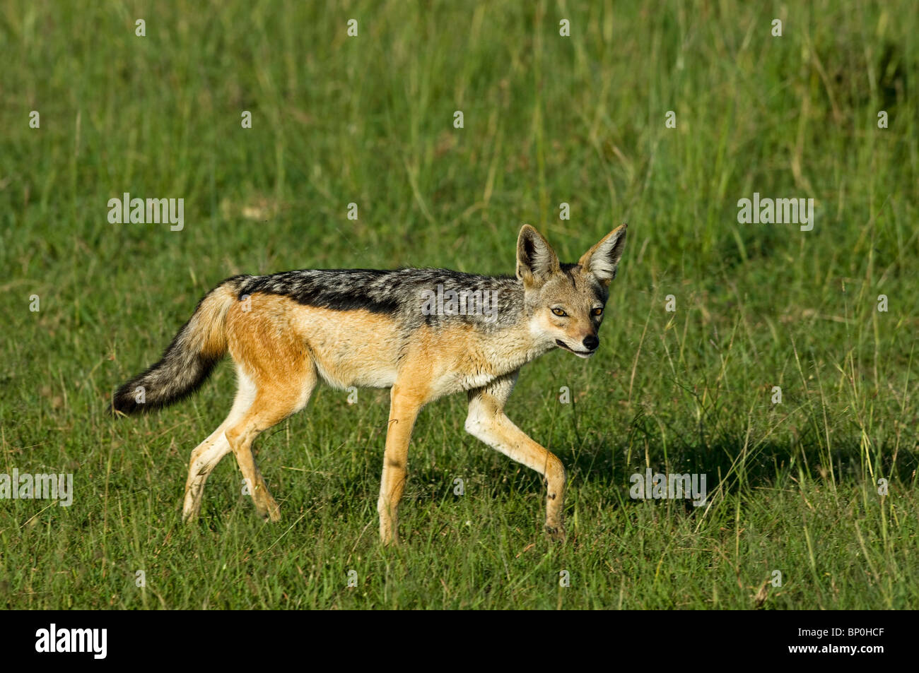 Kenia Masai Mara. Un black-backed jackal fa il suo modo attraverso le pianure. Foto Stock