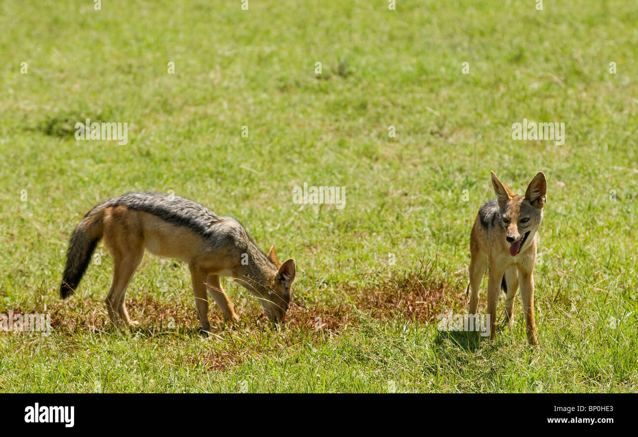 Kenia Masai Mara. Una coppia di black-backed sciacalli. Foto Stock