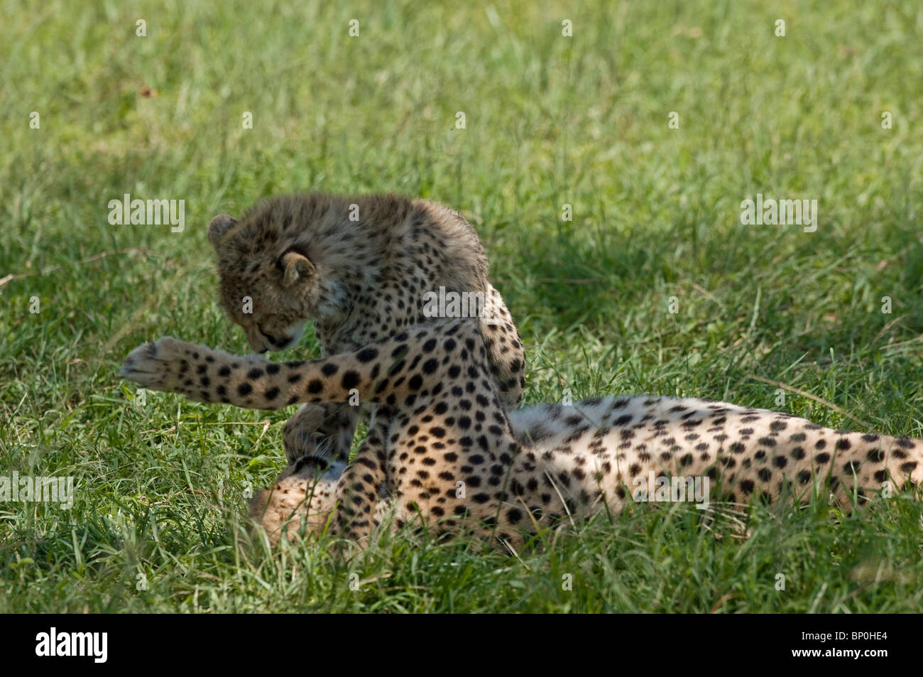 Kenia Masai Mara. Una femmina di ghepardo gioca con il suo cucciolo nell'ombra Foto Stock