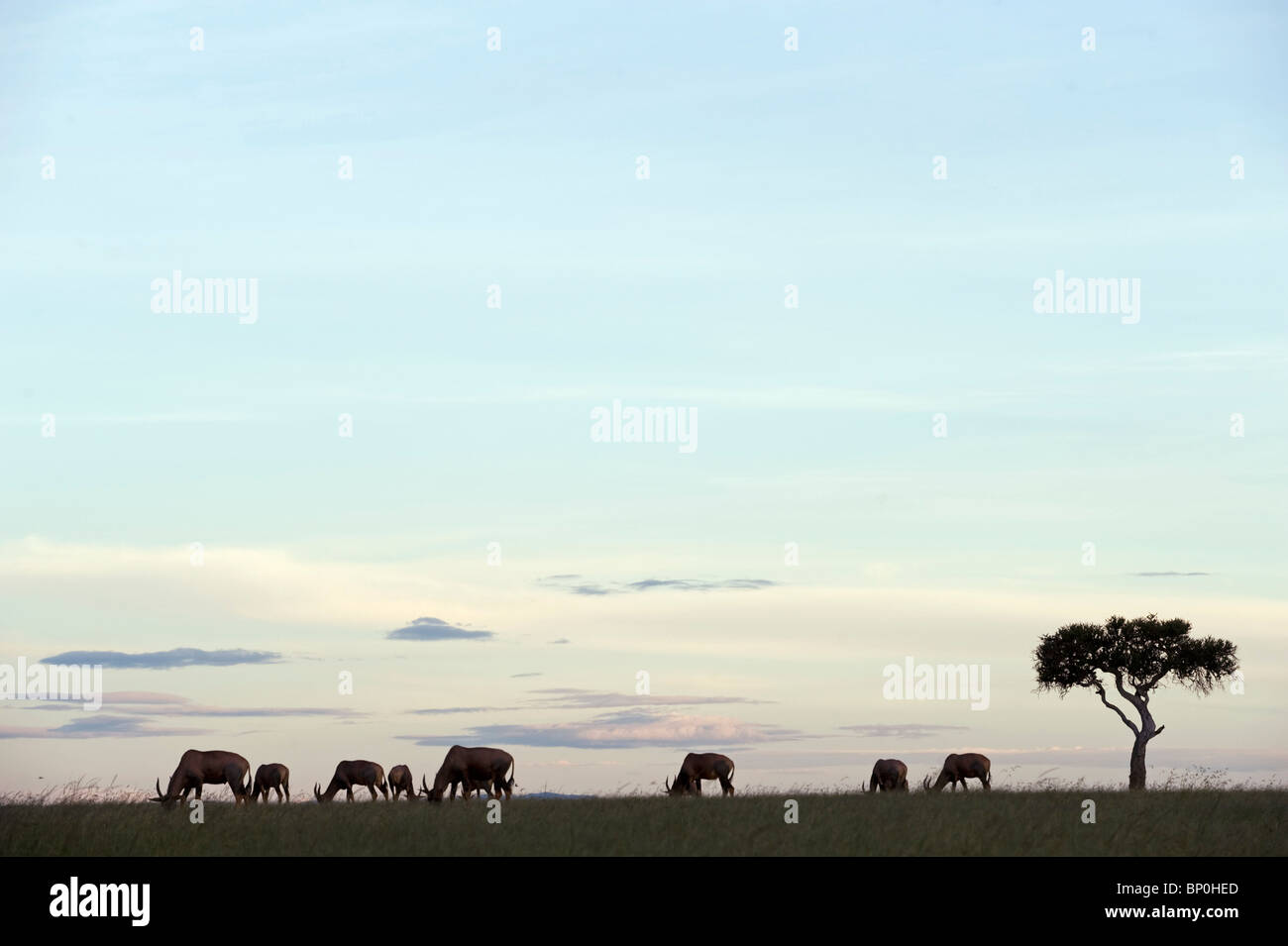 Kenia Masai Mara. Topi sulla savana. Foto Stock