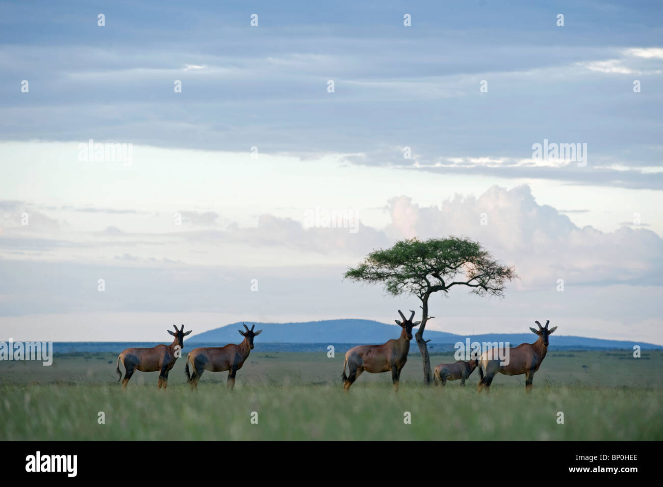 Kenia Masai Mara. Topi sulla savana. Foto Stock