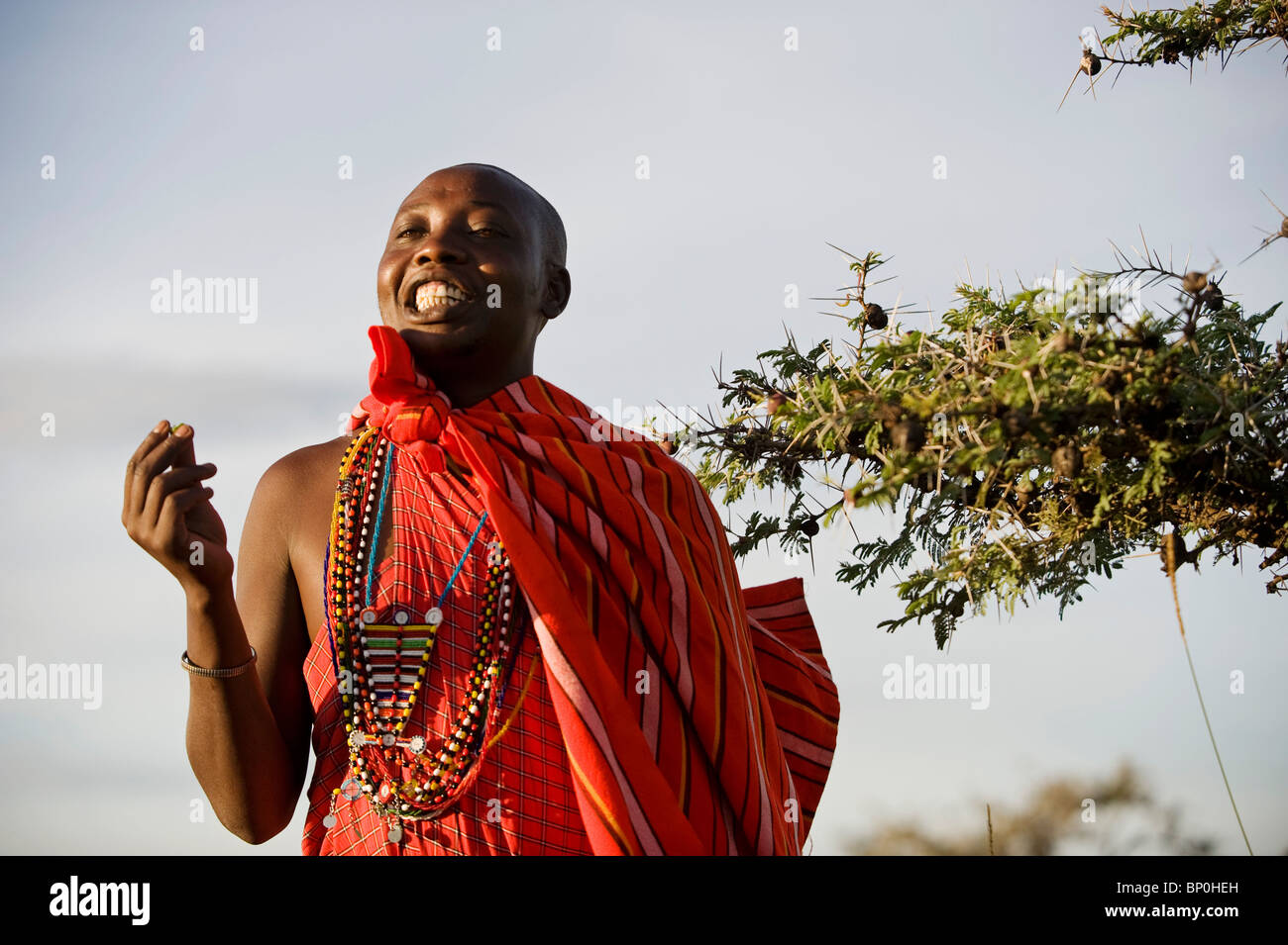 Kenia Masai Mara. Guida Safari, Salaash Morompi Ole, che mostra dove è possibile mangiare i galli su un sibilo thorn acacia. (MR) Foto Stock