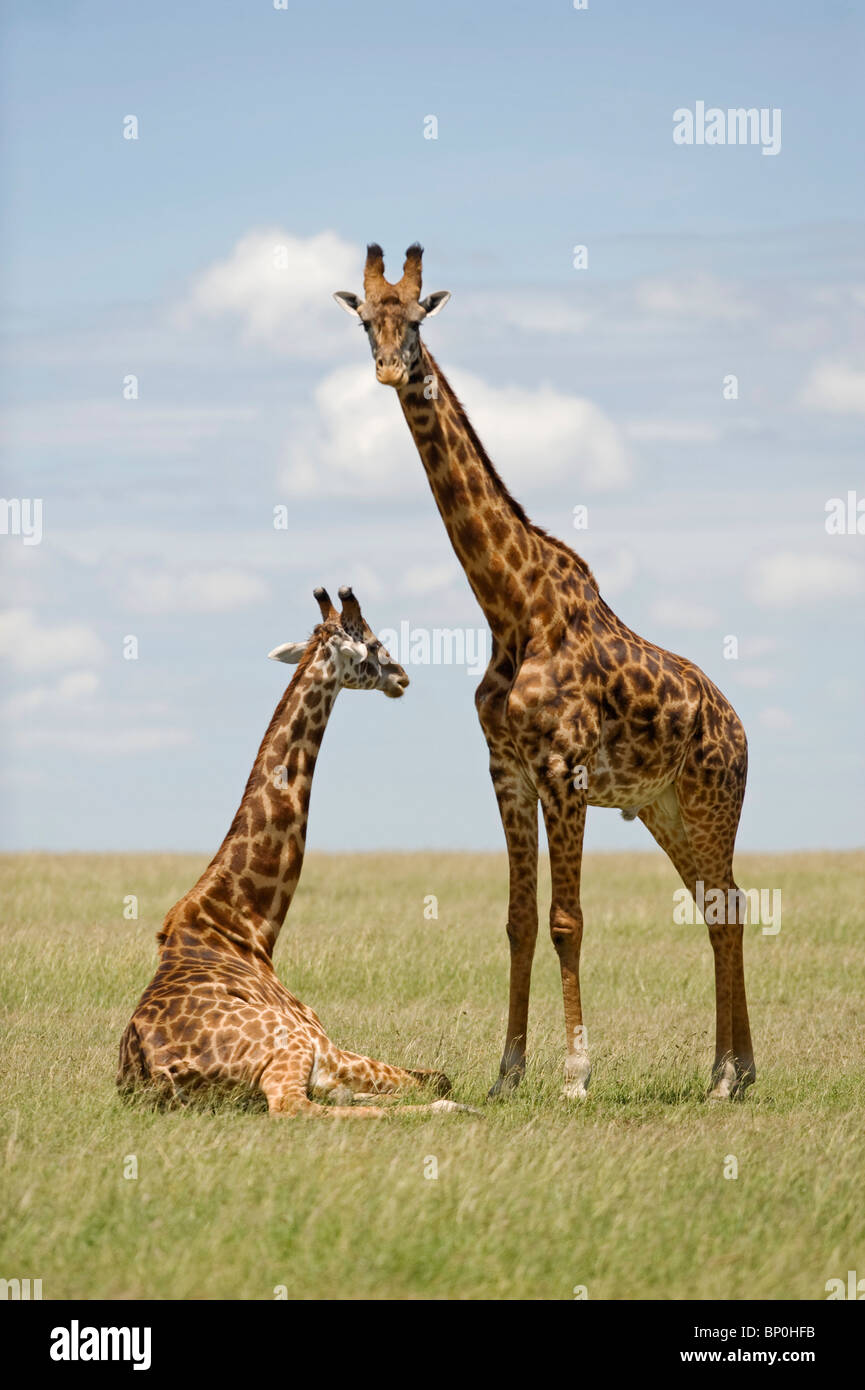 Kenia Masai Mara. Masai giraffe. Foto Stock