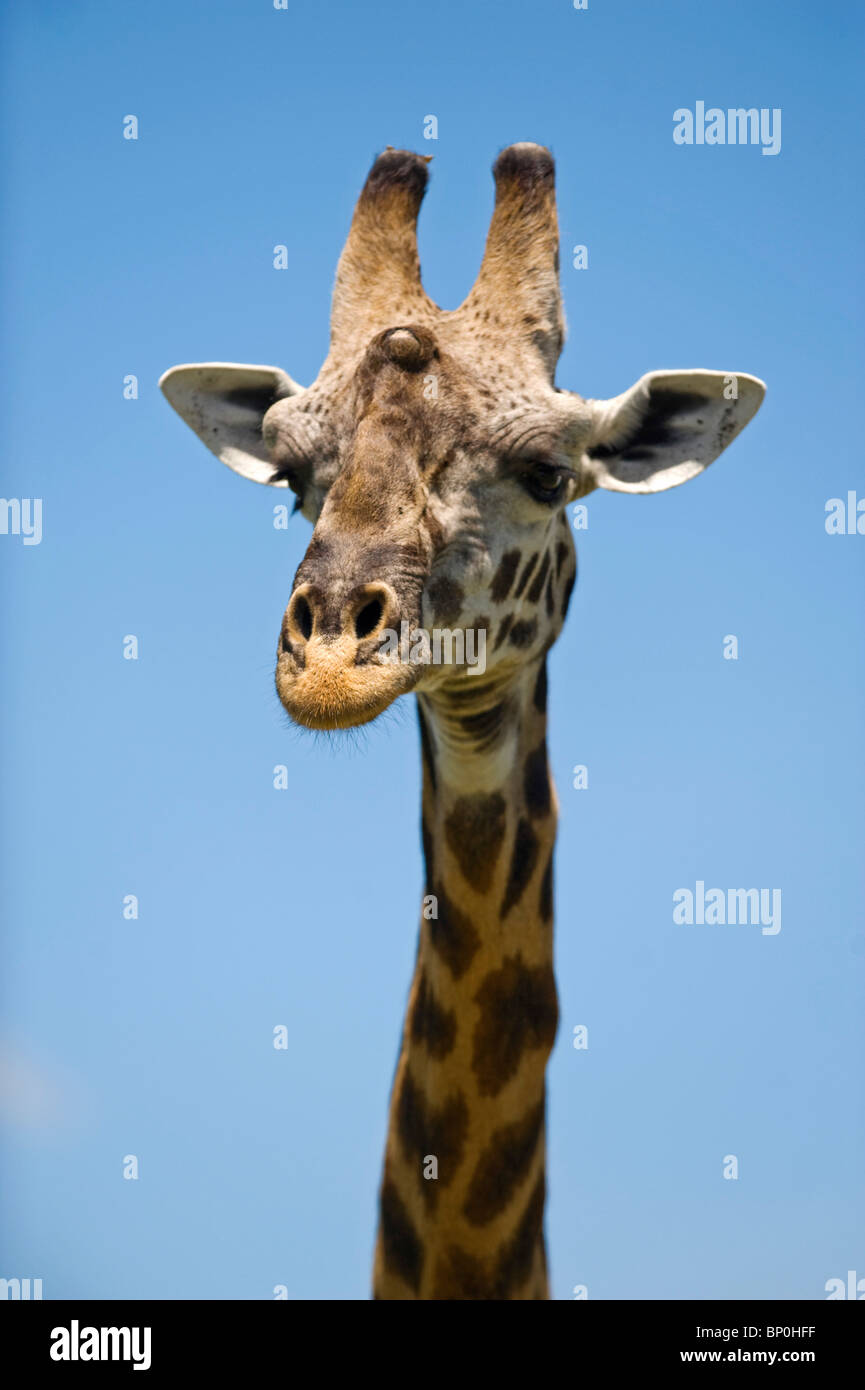 Kenia Masai Mara. Masai giraffe. Foto Stock