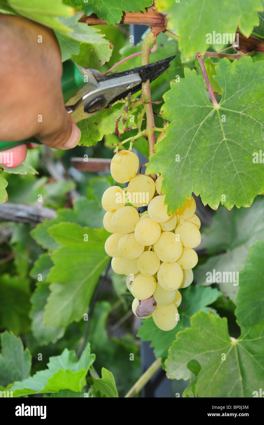 Mano picks uve provenienti da un vitigno - Modello di Rilascio disponibili Foto Stock