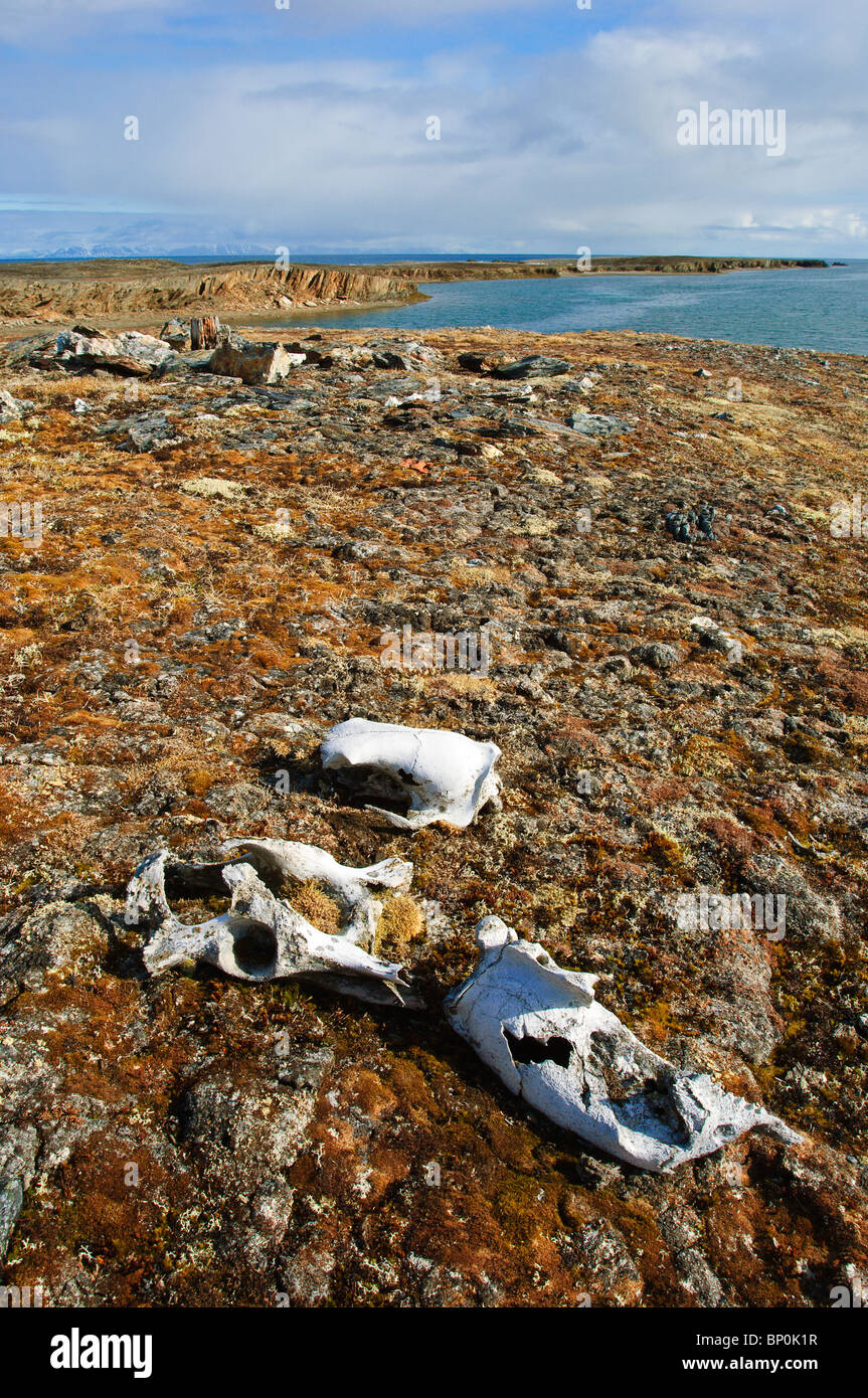 Esplorare la vecchia renne le ossa al Kingodden arcipelago delle Svalbard, Norvegia. Foto Stock