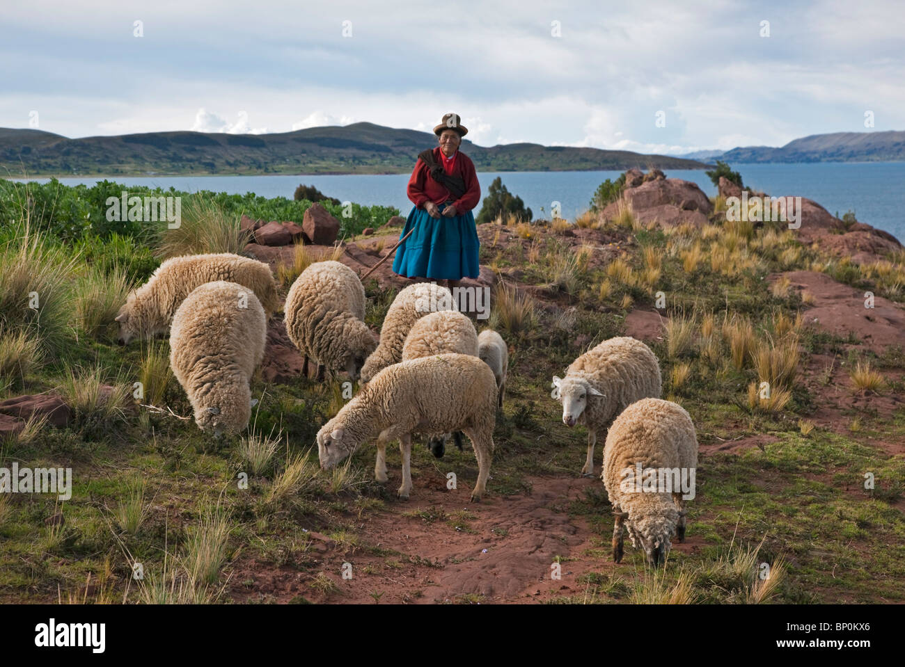 Il Perù, un vecchio nativo donna indiana mandrie il suo gregge di pecore sul pascolo magro vicino alle rive del lago Titicaca. Foto Stock