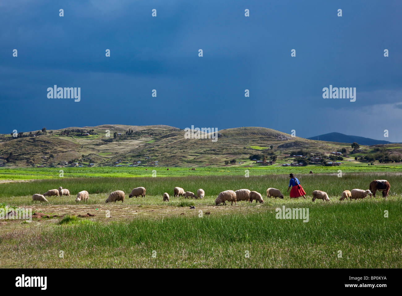 Il Perù, una donna guarda dopo la sua pecora lungo le rive del lago Titicaca come minaccia di pioggia. Foto Stock