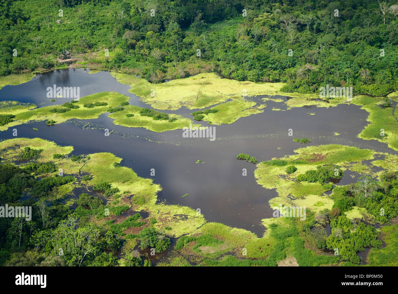 Vista aerea della foresta pluviale vicino a Iquitos, Perù Foto Stock