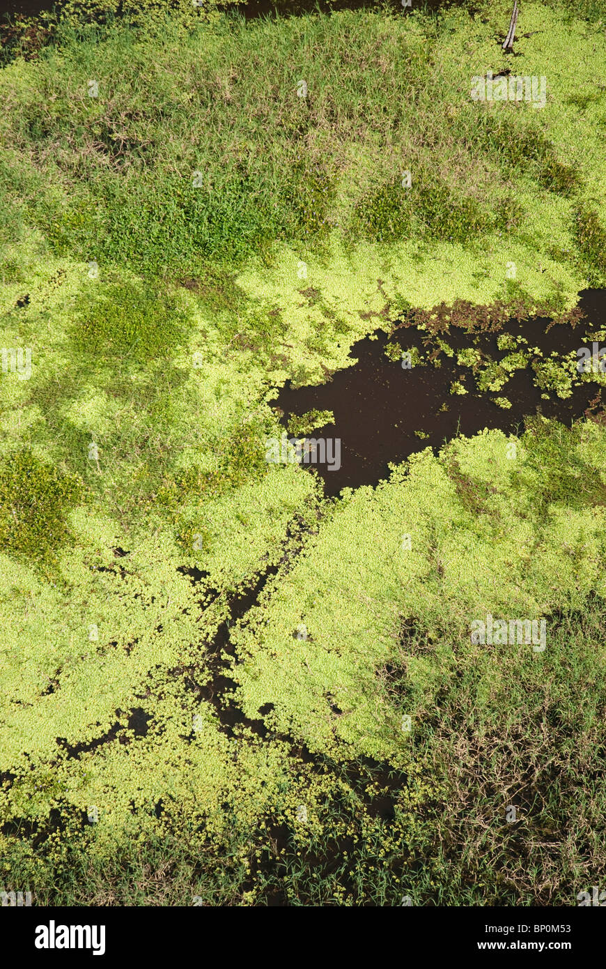 Vista aerea della foresta pluviale vicino a Iquitos, Perù Foto Stock