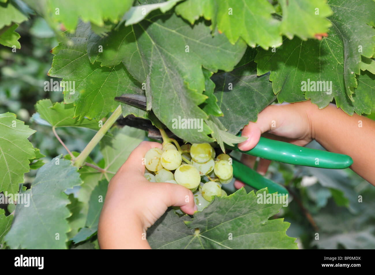 Mano picks uve provenienti da un vitigno - Modello di Rilascio disponibili Foto Stock
