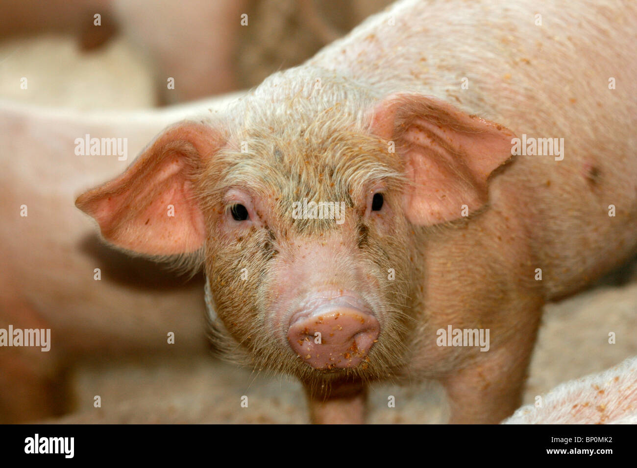 Un maialino in un porcile Foto Stock