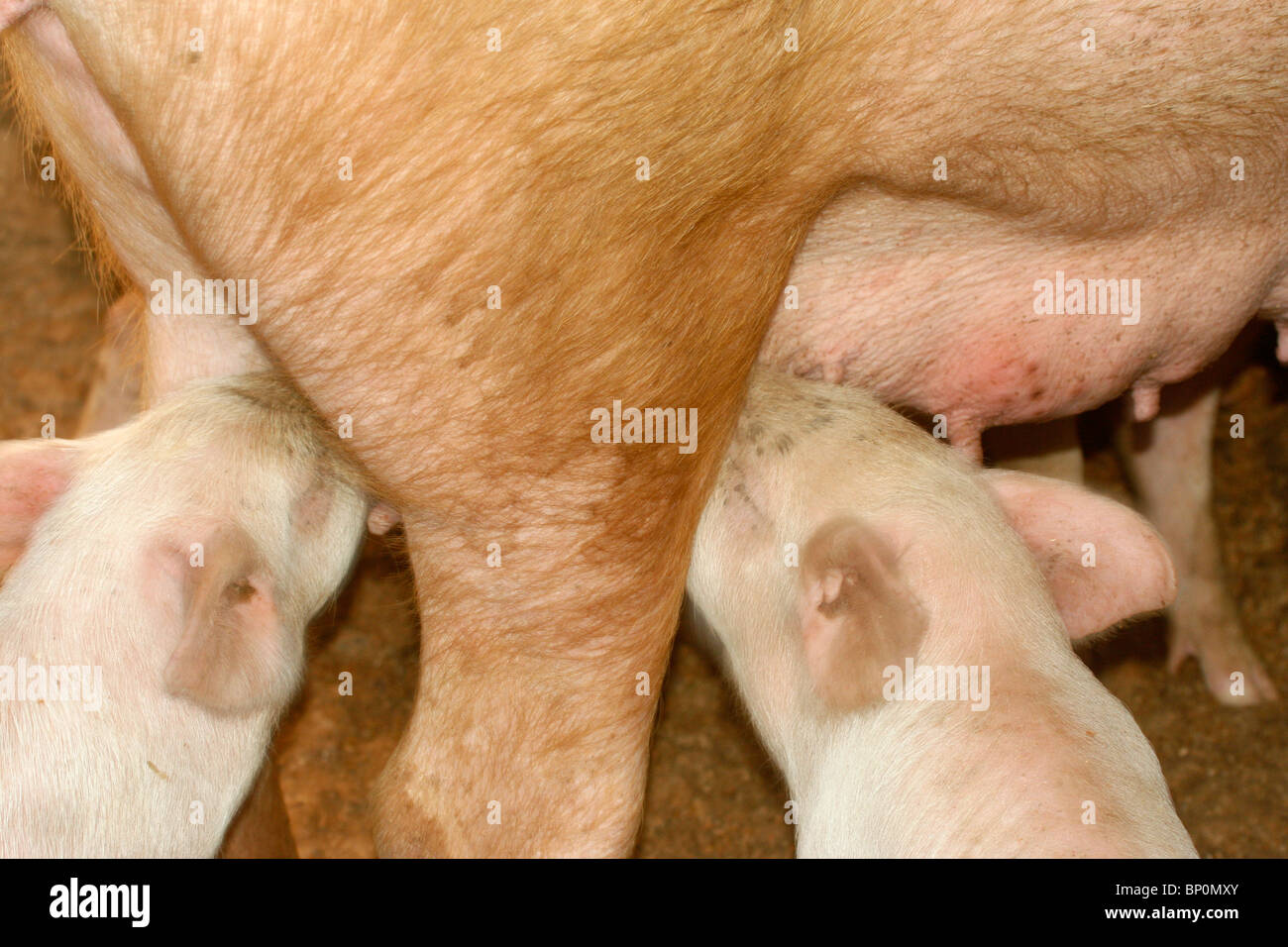 3 Ciucci Latte Per Maialini - Biberon Sicuro Per Cuccioli Con Alimentazione Intelligente - Foto 6