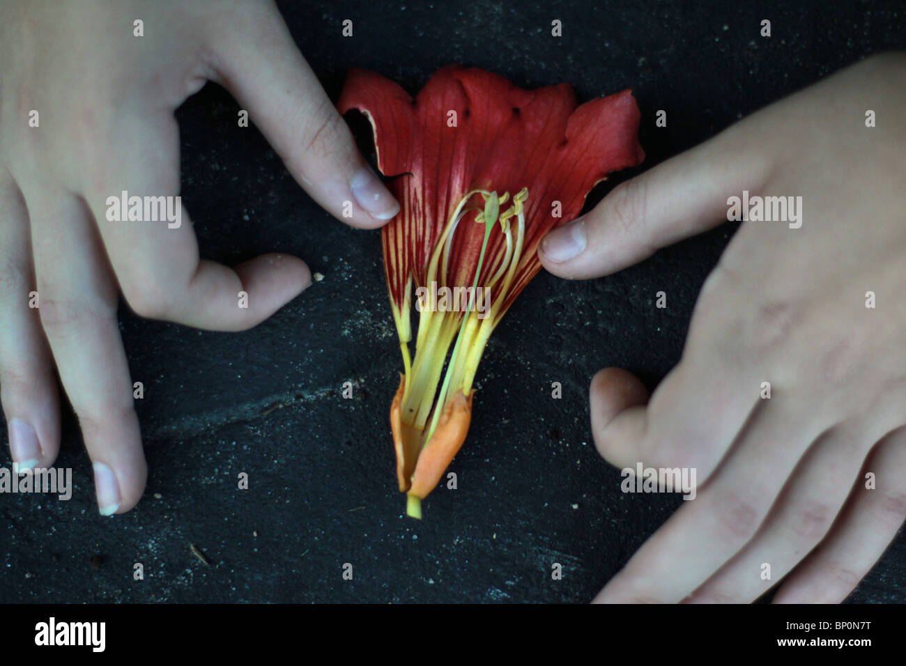Mani tenendo aperta la parte interna di un fiore. Foto Stock