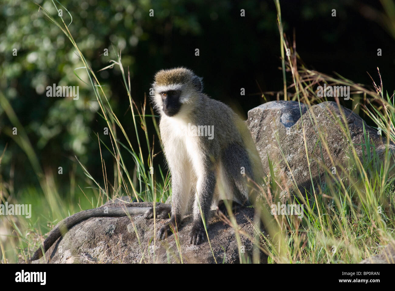 Ruanda, grivet (Chlorocebus aethiops) Foto Stock