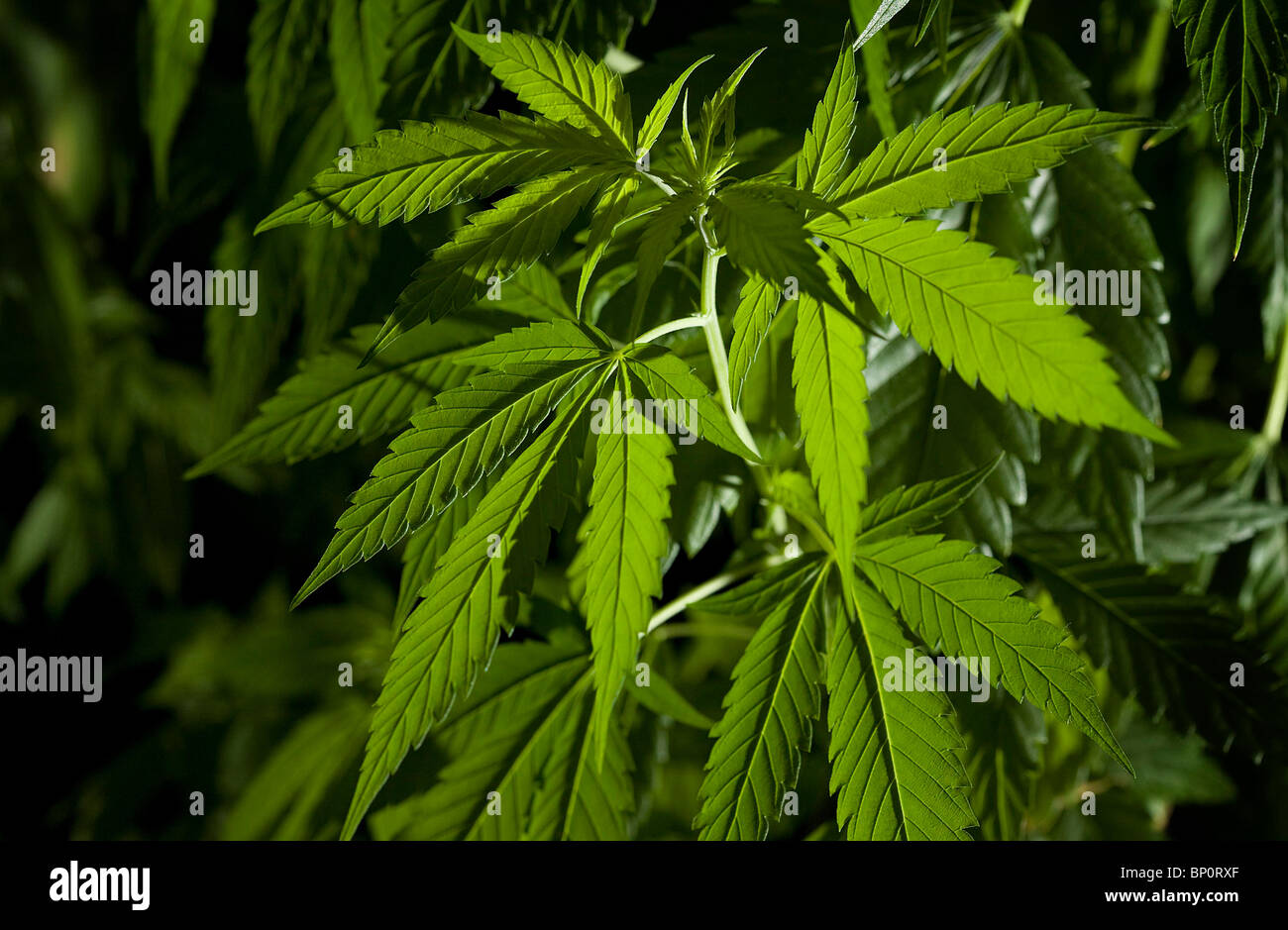 Una pianta di cannabis. Foto di James Boardman. Foto Stock