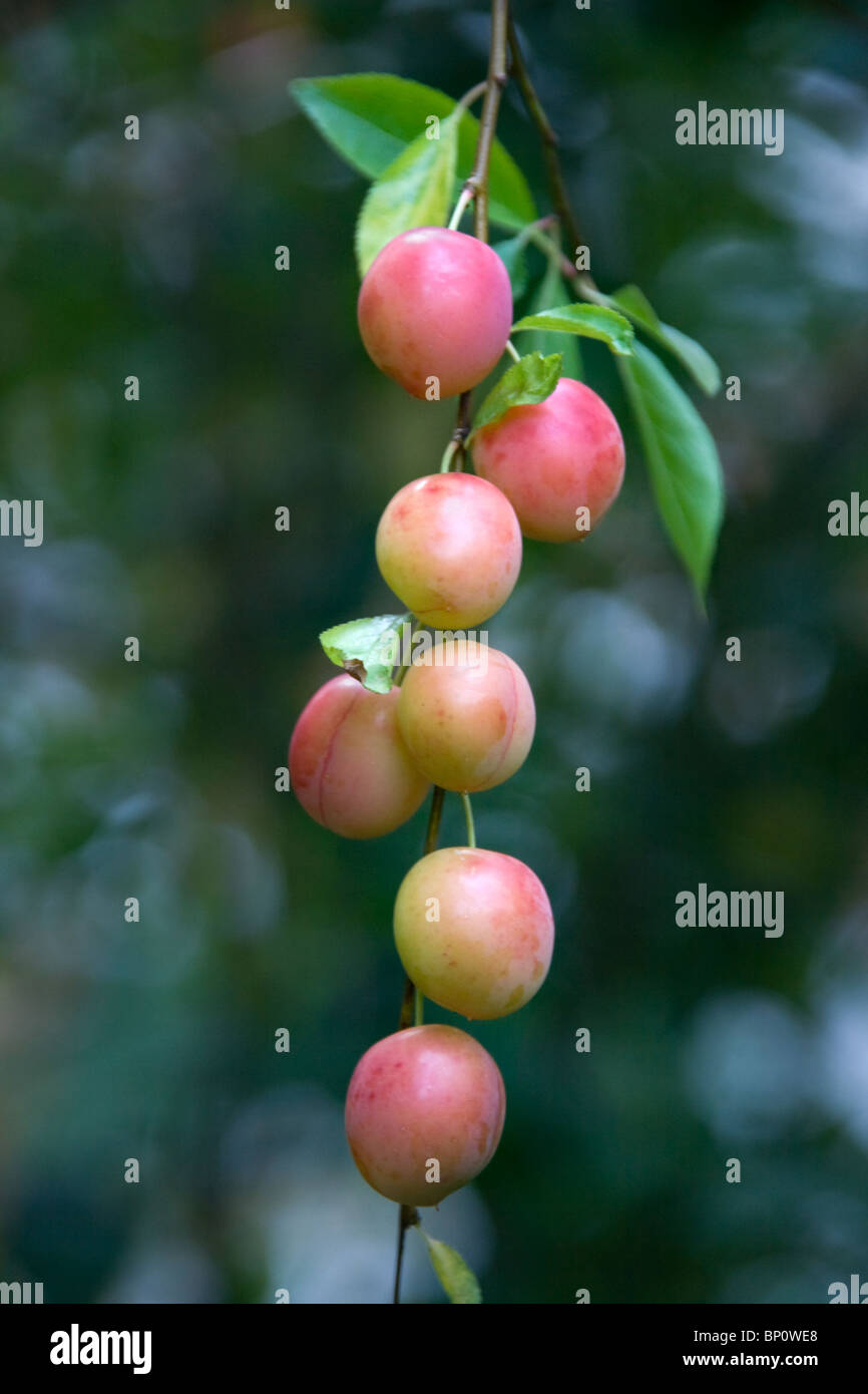 Prunus cerasifera o Cherry Plum frutti sulla struttura ad albero Foto Stock