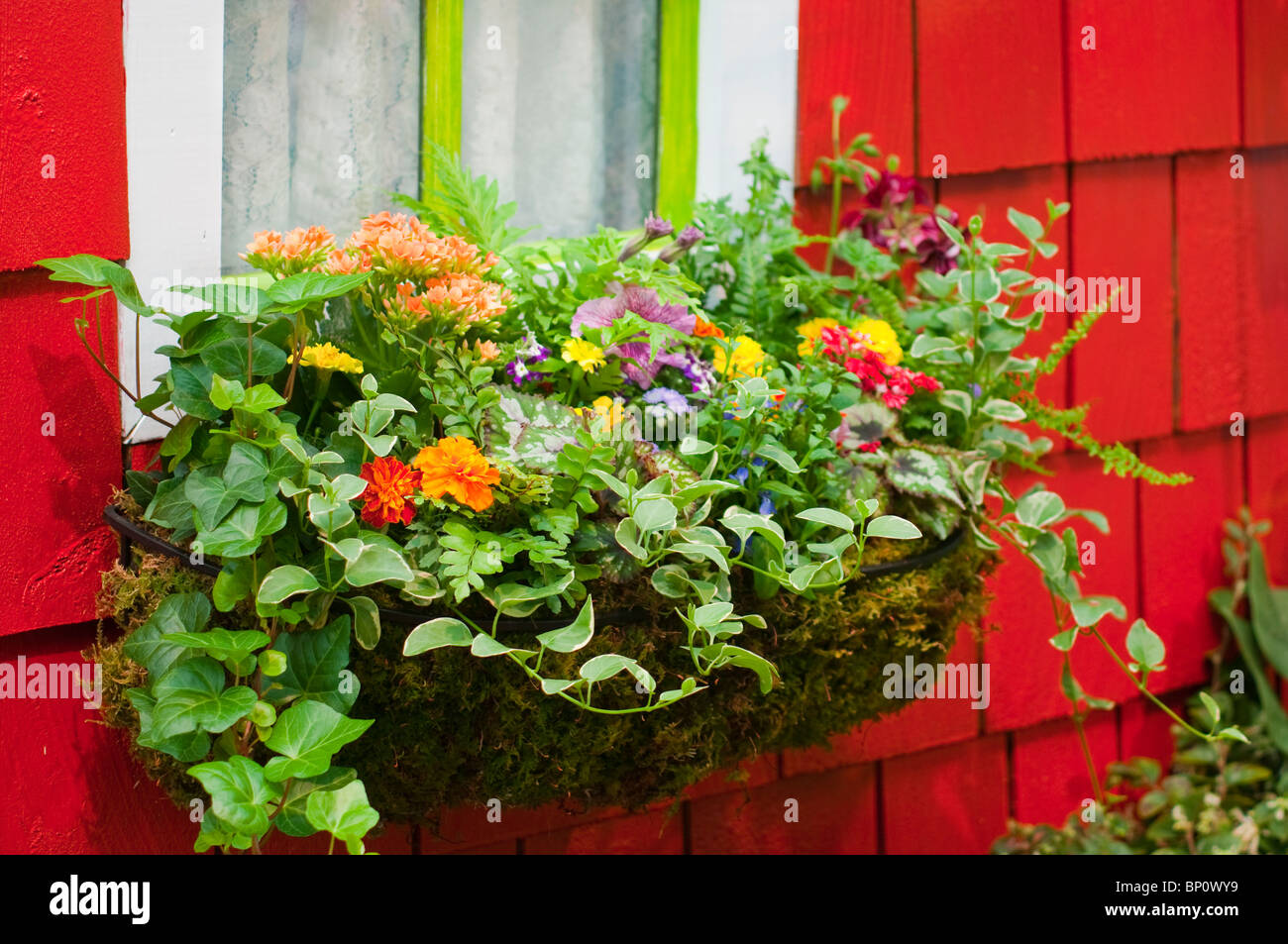Fiori in Window Box Foto Stock