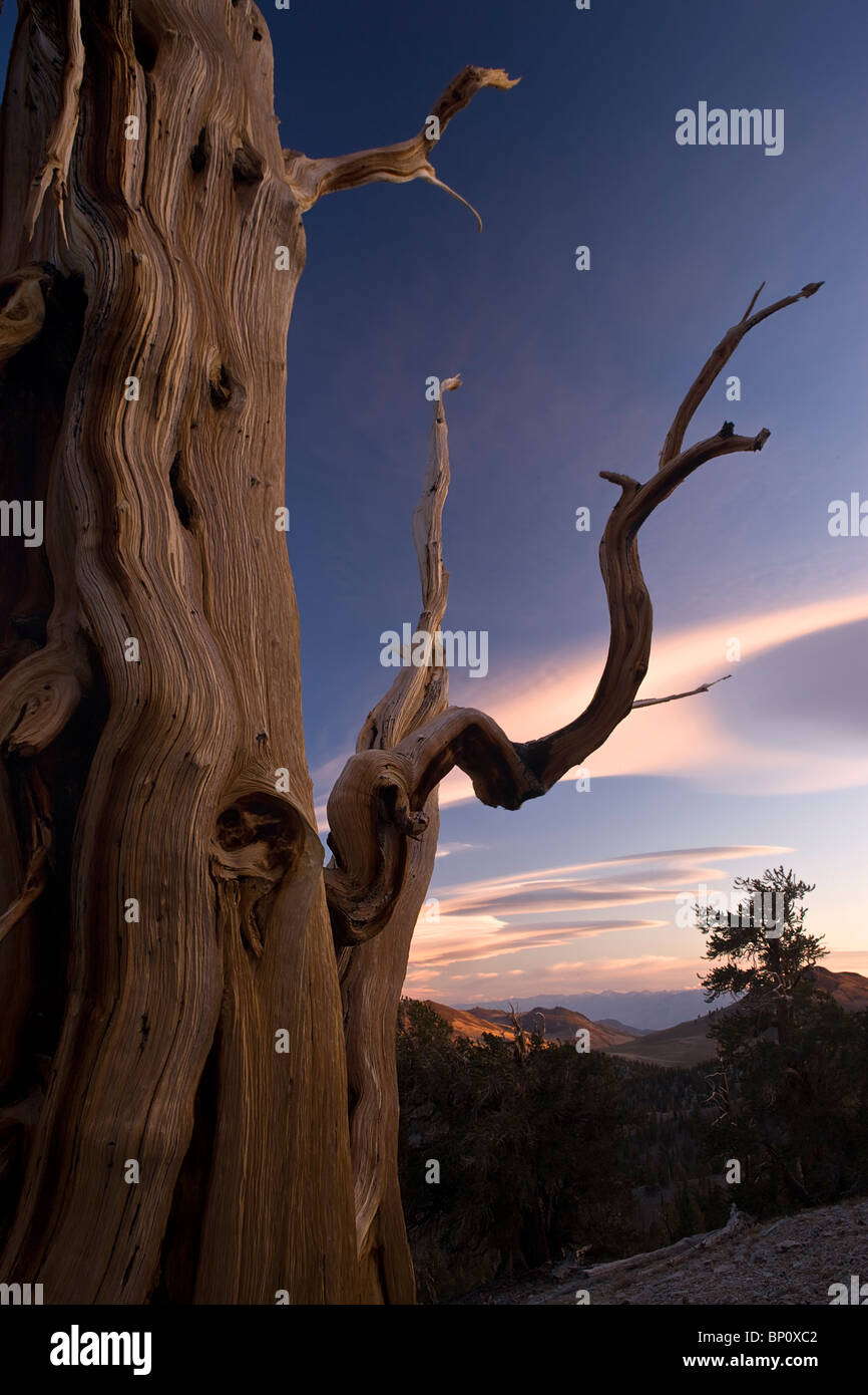 Vecchio-crescita Pino Bristlecone, White Mountains, California, Stati Uniti d'America. Foto Stock